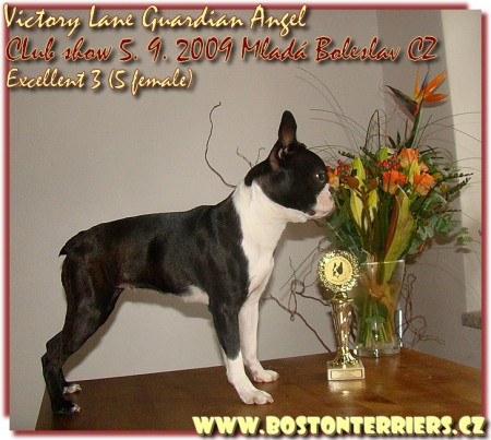 Angel Pedigree/Ahnentafel